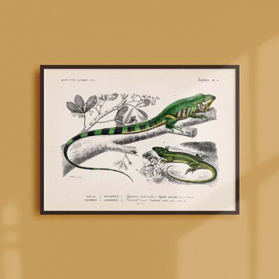 Póster 30x40 - La iguana y el lagarto