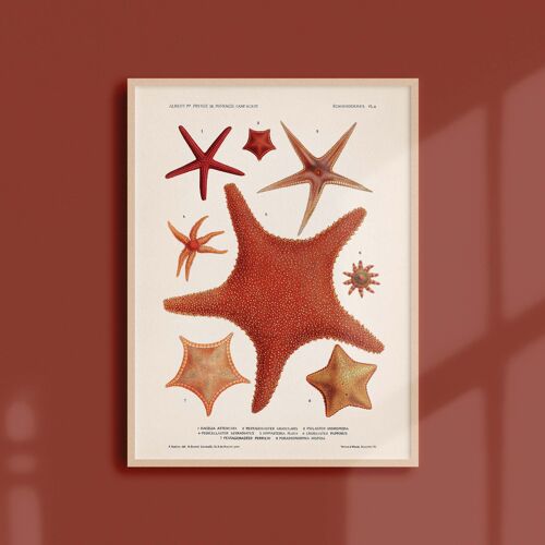 Affiche 21x30 - Les étoiles de mer - 1