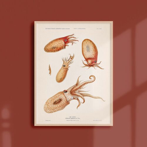 Affiche 21x30 - Les octopodes