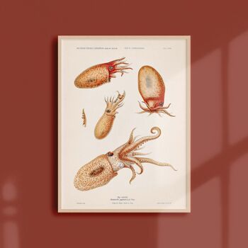 Affiche 21x30 - Les octopodes 1