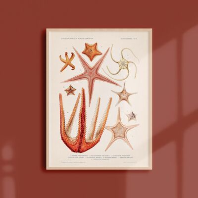 Poster 21x30 - Starfish - 2