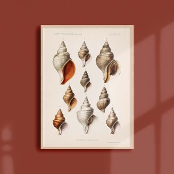 Affiche 21x30 - Les mollusques des mers du nord 1