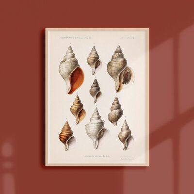 Poster 21x30 - Molluscs of the North Seas