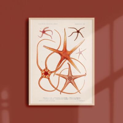 Poster 30x40 - Starfish - 3