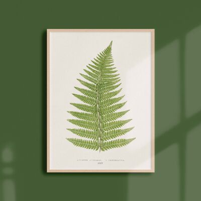 Poster 21x30 - Ferns - 8