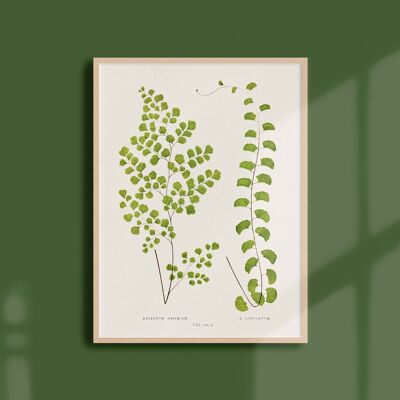 Poster 21x30 - Ferns - 12