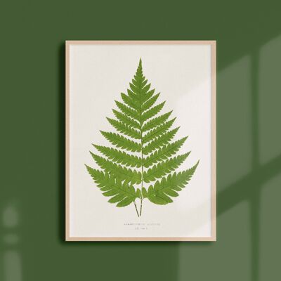 Poster 30x40 - Ferns - 2