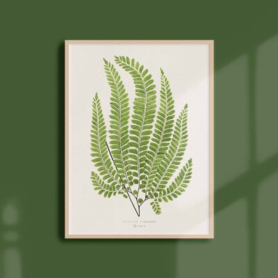 Poster 30x40 - Ferns - 3