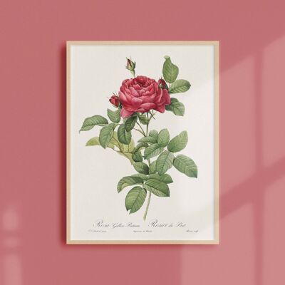 Poster 21x30 - Rosebush of Pontus