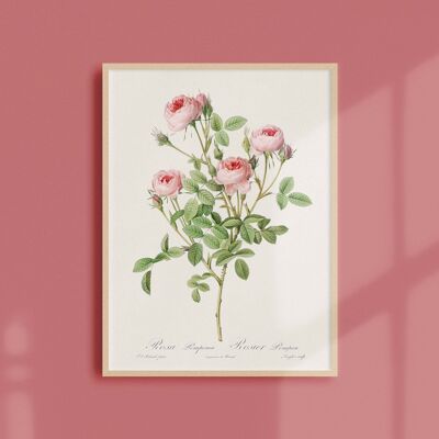 Poster 21x30 - Pompon Rose