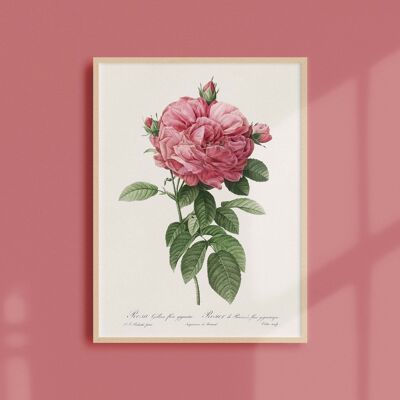 Poster 21x30 - Rosa di Provins con fiore gigante