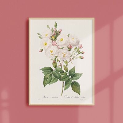 Poster 21x30 - Rosebush di Philippe Noisette
