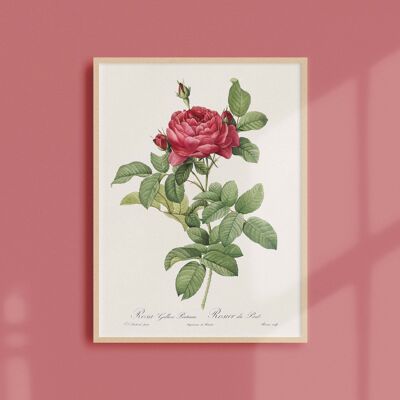 Poster 30x40 - Rosebush of Pontus