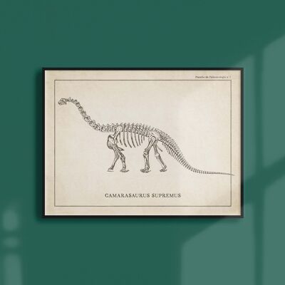 Poster 21x30 - Skelett des Camarasaurus