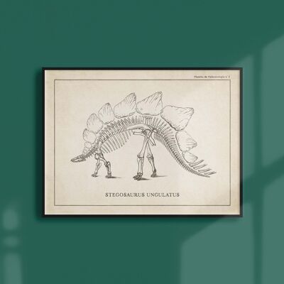 Poster 21x30 - Skelett des Stegosaurus