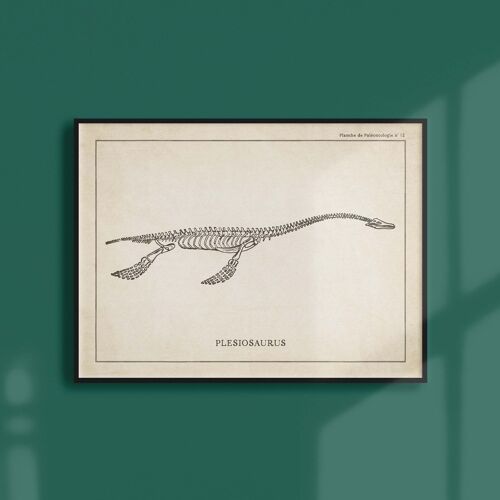 Affiche 21x30 - Squelette de Plesiosaure