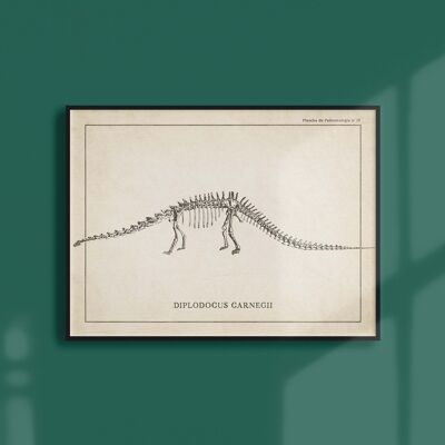Poster 21x30 - Diplodocus-Skelett