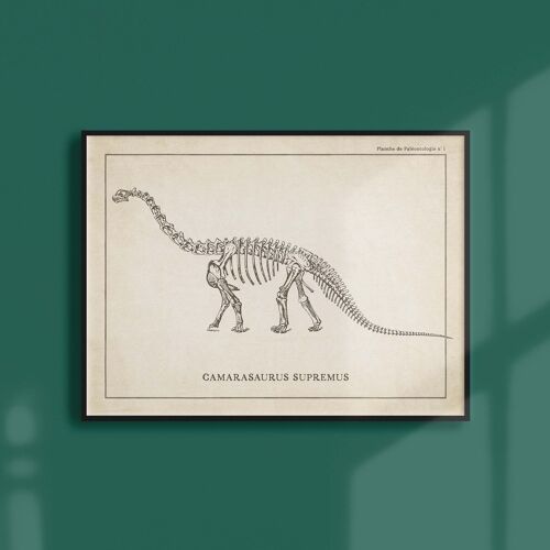 Affiche 30x40 - Squelette de Camarasaurus