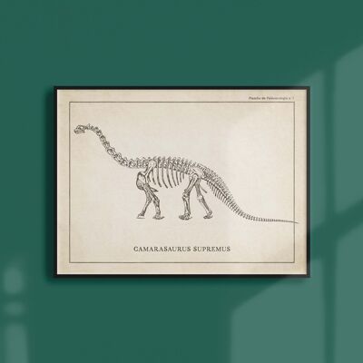 Poster 30x40 - Skelett des Camarasaurus