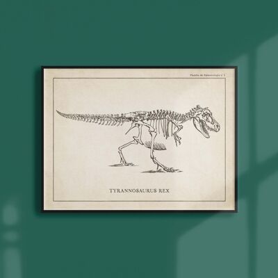 Poster 30x40 - T-Rex Skeleton