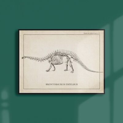 Poster 30x40 - Brontosaurus-Skelett