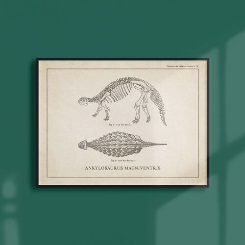 Affiche 30x40 - Squelette d'Ankylosaure