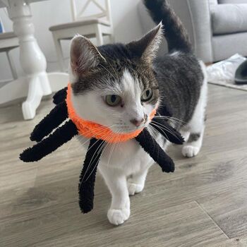 MyMeow Spooky Spider Collar - Jouet en peluche pour chat sur le thème d'Halloween 8