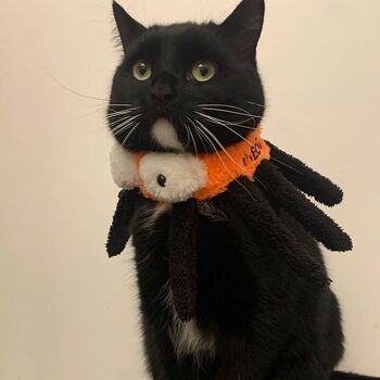 MyMeow Spooky Spider Collar - Jouet en peluche pour chat sur le thème d'Halloween 9