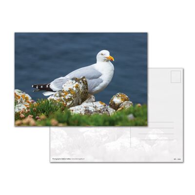 A5 Postkarte - Silber Goëland, Halbinsel Crozon