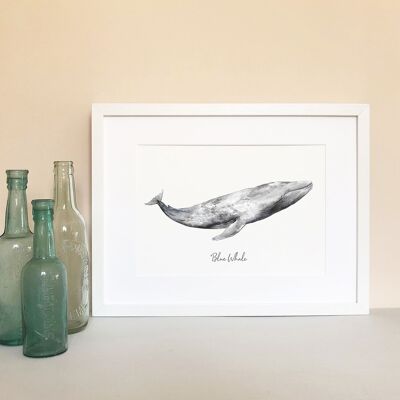 Blue whale Fine Art Print
