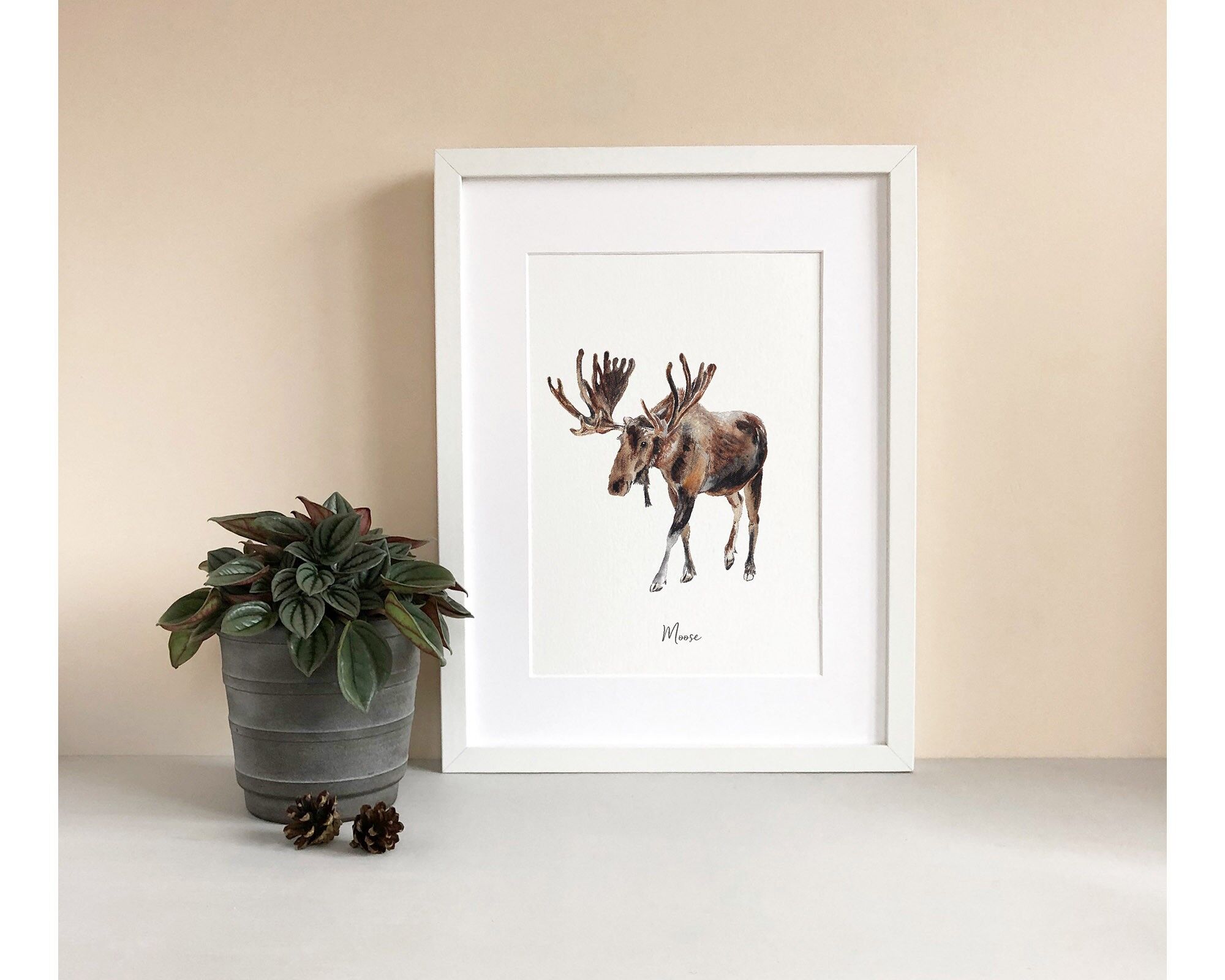 Lámina fina de alce