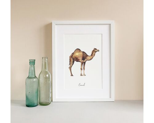 Camel Fine Art Print