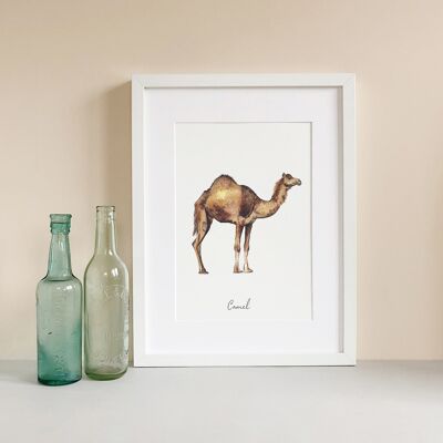 Camel Fine Art Print