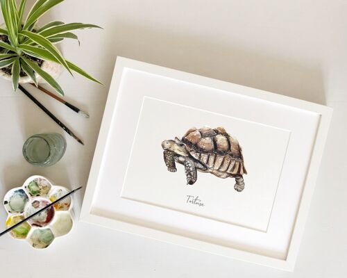 Tortoise Fine Art Print