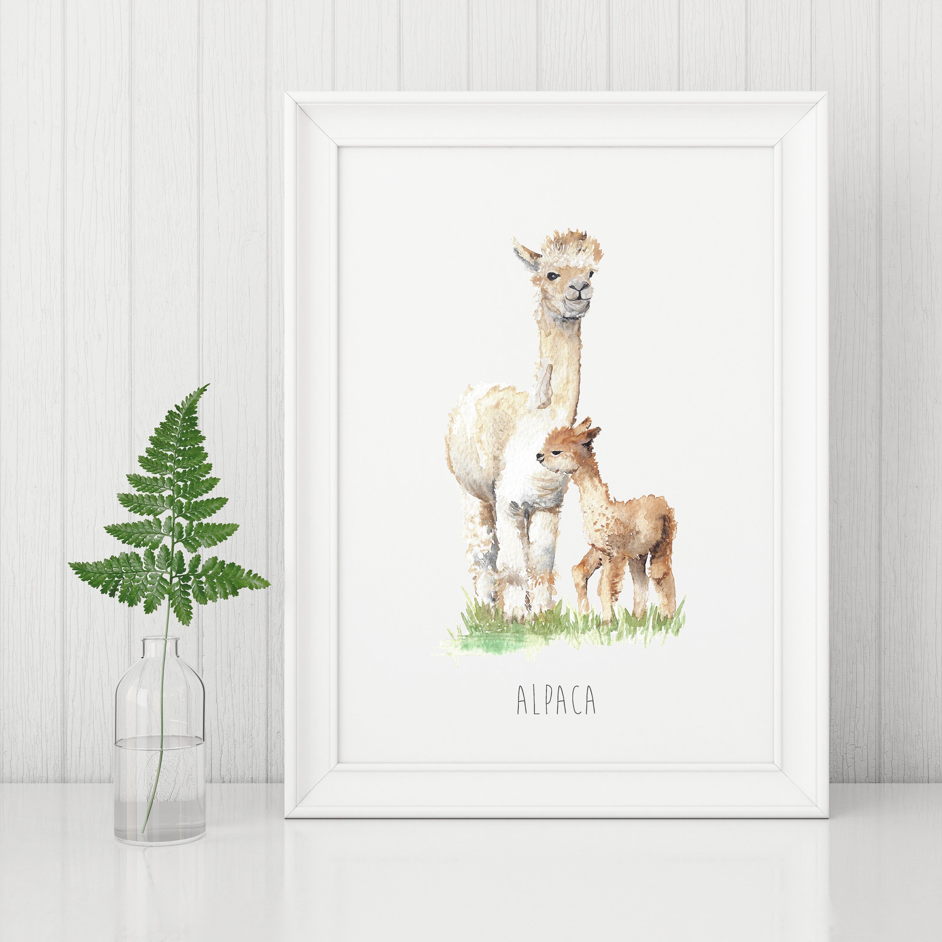 Stampa d'arte di alpaca