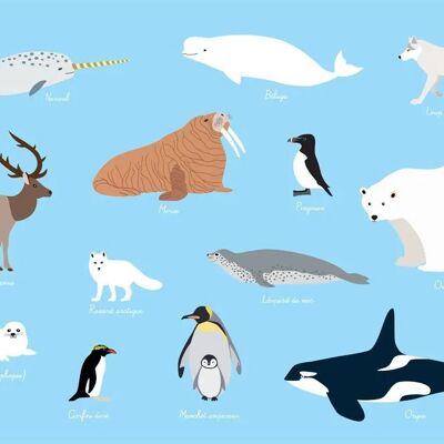Children's Placemat: Polar Animals