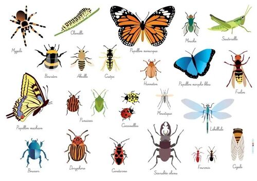 Set De Table Enfant : Insectes