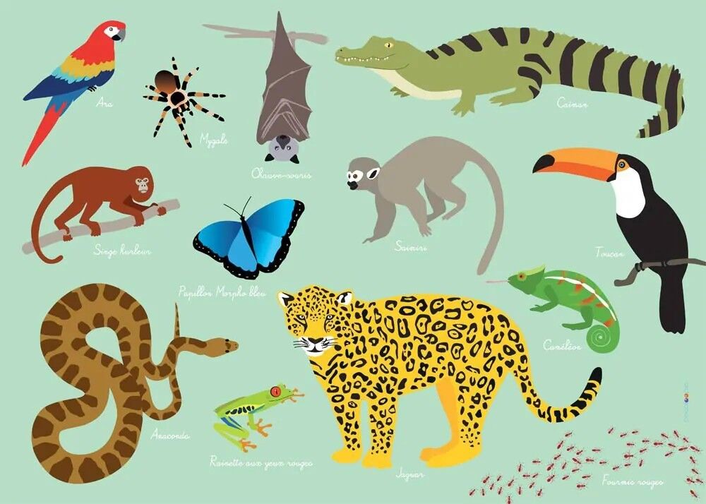 Tovaglietta americana per bambini: Giungla