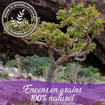 Encens Oliban en Grains 100% Naturel Boswellia Carterrii Qualité Premium Très Fortes Vertus spirituelles (100g) 6