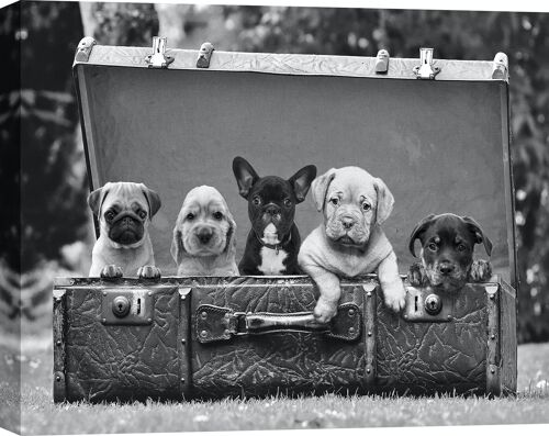 Fotografia su tela: Cuccioli in valigia
