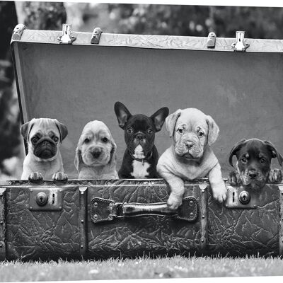 Fotografía sobre lienzo: Cachorros en una maleta