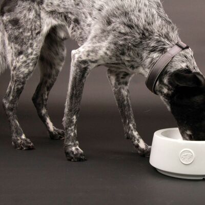 Porcelain dog bowl