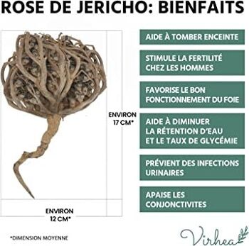 Rose de Jericho, Chajarat Mariam x1 - Format XL - Plante Favorisant la Fertilité - Anastatica Hierochuntica 4