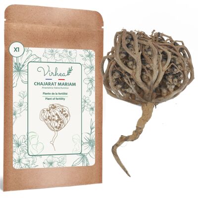 Rose of Jericho – Chajarat Mariam x1