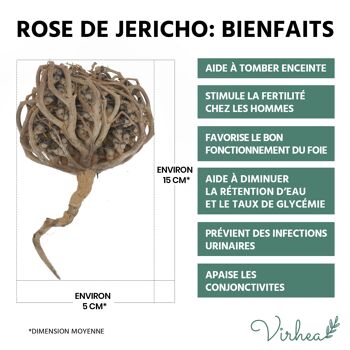 Rose de Jéricho – Chajarat Mariam x3 3