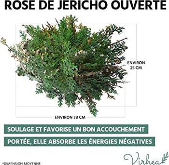 Rose de Jericho - Plante de la Résurrection - Selaginella Lepidophylla, Plante Dinosaure 2