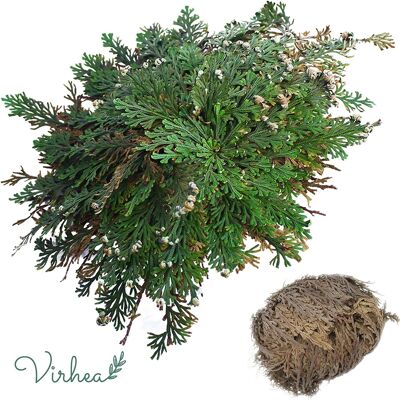 Bulk Rose of Jericho - Pianta della Resurrezione