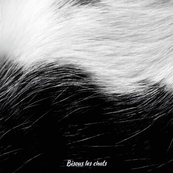 Lot de 10 carnets au poil - Pelage chat noir & blanc - Bisous les chats - Cahier écriture - 2