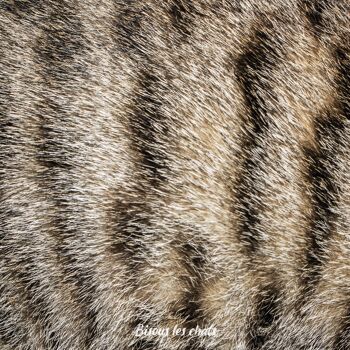 Lot de 10 carnets au poil - Pelage chat tigré - Bisous les chats - Cahier écriture - 2
