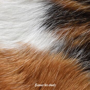 Lot de 10 carnets au poil - Pelage chat tricolore - Bisous les chats - Cahier écriture - 2